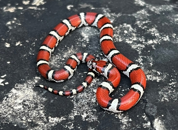 Red Milksnake